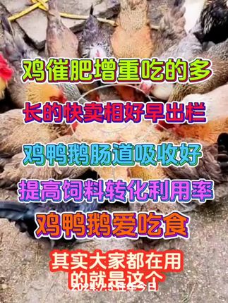 #养鸡 #三农 #鸡鸭鹅养殖 #科学养鸡 #生态散养土鸡