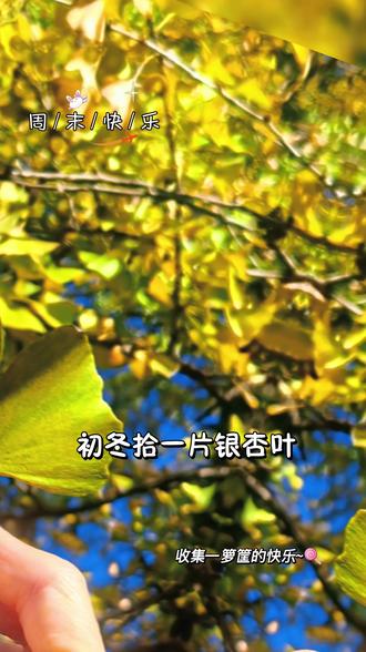 把秋天的浪漫,收藏在尤溪龙门的银杏叶里😊