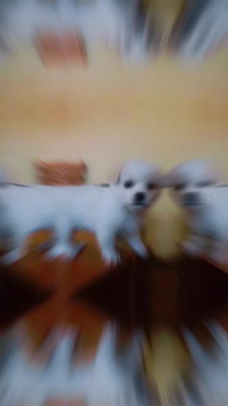 我叫朱欢欢,是只在别人眼里不起眼的中华田园犬,却是妈妈的心肝宝贝,是只小气到除了妈妈谁也不可以摸高傲的小公主,生于2013年2月17日的云南大理,在11岁9个月7天的时候也就是2024年11月24日,生命停止在从小到大的云南怒江,妈妈从一开始的不理解、不接受、仇恨、情绪奔溃种种到现在的习惯、坦然、释怀、放下仇恨,是你教会了我什么是爱,什么是离别,什么是坚强,时间好快呀,一眨眼过去了一年,这一年里,你的肉罐罐也快过期了,狗粮也快吃完了,以后妈妈可能很少给你买咯,你走的时候就给你带走了你的玩具和每天背你出门的小窝,其它在家里都没变,给你点香,自言自语陪你说话,在抖音的往年今日记录了一年,也认识了很多跟妈妈一样为了毛孩子无法走出来的家人们,互相安慰,互相陪伴和倾诉,我的小宝贝,你是幸福的,我更幸福,因为拥有过你,一年了,你用另一种方式守护和陪伴妈妈,相信你在彩虹星球也安好了家,等待着与妈妈团聚,妈妈的宝贝,妈妈要放手咯,不是不爱了,也不是不思念你了,而是把这份爱,这份思念埋藏在内心最深处,无论以后妈妈还会不会养毛孩子,你的那一份爱没有任何人任何事物可以替代,妈妈也该放下这份执念,以后就不会天天记录咯,不会再像现在这样给你写小作文咯,会每天给你烤太阳,出远门的时候会带着你,会在纪念日的时候给你该有的一切,会给你点蜡点香,妈妈的口头禅可能还会需要一段时间,提到你会泪流满面也需要一个过程,但会坚强,会慢慢释怀,会开始新生活,妈妈的小家伙,我们一切都会越来越好,我们也还会再见面,妈妈会记住当时许下跟你的承诺,希望你也是,妈妈不会以爱之名去束缚你,牵绊你,愿你在彩虹星球无忧无虑,开开心心,交很多很多小朋友,偶尔回来妈妈梦里,和妈妈分享你的喜怒哀乐,人总是学会离别这堂课,要在哭的时候没人哄才学会勇敢,累的时候没人帮才学会独立,疼的时候没人陪才学会坚强,所谓成长就是不断奔溃又不断重建的过程,这是生命的被迫扩容,但那些杀不死你的也必将使你更强大,没有你的陪伴和守护,妈妈也会越来越强大,欢宝贝,我们都要永远幸福呀🌹🌹🌹