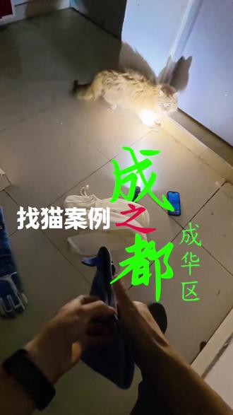 还没施展能力就结束|地下车库秒找回应激猫 猫咪在地下车库应激跑丢,“铲屎官”四处寻找无果,只好委托我们帮忙。
我们的师傅天生自带幸运属性——刚赶到现场,就迎面撞见了那只猫咪。
原本还以为会挺棘手,没想到还没等师傅施展真本事,猫咪就这么轻松找回来了!🎉🎉🎉🎉🎉
#找猫方法 #猫丢了怎么找 #成都专业找猫团队 #成都专业寻宠团队 #猫找到了