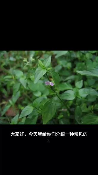 神奇的野草——狗肝草