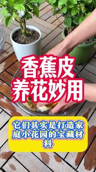 香蕉皮养花妙用 #养花日常 #养花技巧