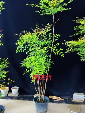 南天竹 #南天竹 #庭院 #客厅盆栽绿植推荐南天竹,耐寒,抗旱,四季不落叶,春夏为翠绿色,秋冬变为紫红色,天气越冷叶子越红,适合客厅,阳台,办公室摆放,庭院美化种植观赏,喜欢的请双击+关注