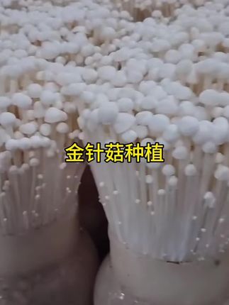 #金针菇种植#食用菌栽培#在家种蘑菇 #三农#大山里的味道