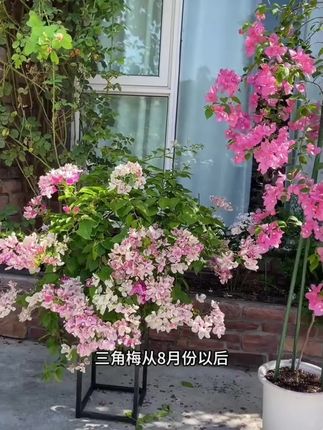 每年8月份以后,#三角梅 就进入了正花期,如果你家的三角梅还没有花苞,那就赶快用这个翠花#骨粉有机肥 #爱生活爱养花 #三角梅养护 #种植小技巧