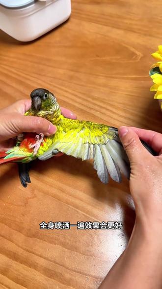 鹦鹉体外驱虫喷雾 预防对着鹦鹉喷两下就行,如果已经发现虱螨,做个全身驱虫效果更好#鹦鹉体外驱虫 #鹦鹉驱虫 #鹦鹉健康