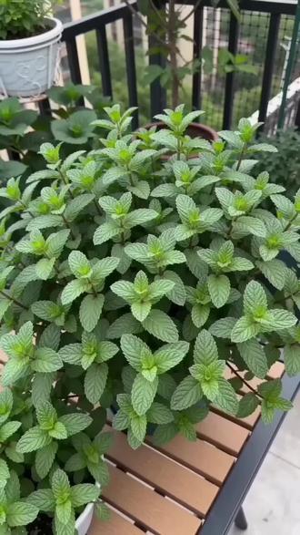 教你怎么想好薄荷#薄荷种子#薄荷