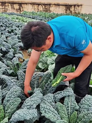 #皱皮叶菜又叫羽麒麟,营养丰富#阳台花盆小院均可种植