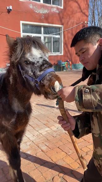 介绍一下鼻拧子 在给马打针的时候,一定要做好保定工作,防止受伤,养马的朋友可以自己做一个这种鼻拧子,特别好用。#毕成#我是毕教练#养马#科尔沁骑马场#爱马如命