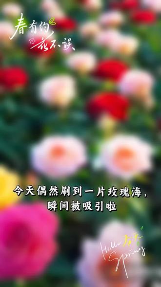 西安湾流天悦七彩玫瑰特效。万紫千红