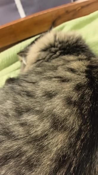 #猫咪 哈基米就要听哈基米之歌