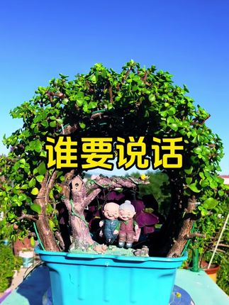 谁要说话 金枝玉叶小拱门#园艺 #金枝玉叶 #养花小知识 #原创视频 #养花人