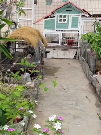 批发成品发酵床垫料养鸡鸭鹅鹌鹑蛇动物分解粪便除臭#养鸡垫料#发酵床垫料 #鸡鸭鹅养殖