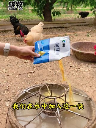 #养鸡 #养鸡人 #生态散养土鸡 #鸡鸭鹅养殖