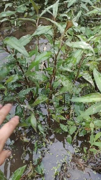 正宗野生香柳不是路边那些草#香料 #香柳 #香柳菜