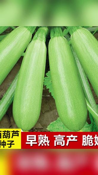 蔬菜种子 西葫芦瓜种子早熟白瓜水瓜葫芦瓜农家蔬菜种子春夏季阳台小南瓜籽#阳台小菜园 #小南瓜籽 #蔬菜种子 #西葫芦种子 #小南瓜种子