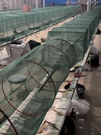 ##捕鱼笼虾笼 #户外工具 #鱼网 #户外捕鱼 #虾笼