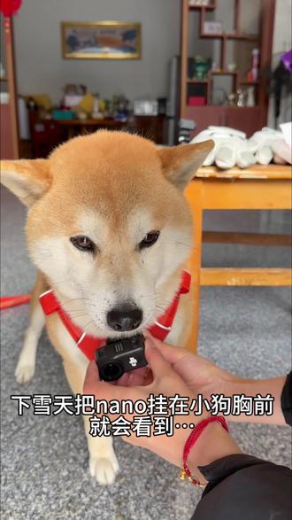 用大疆nano解锁雪地里的小短腿视角~#狗狗 #大疆nano #拇指相机 #农村生活记录 #柴犬