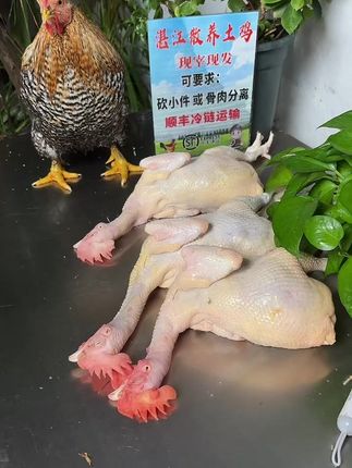 土鸡鲜美,不好吃包退! 湛江散养土鸡现宰现在