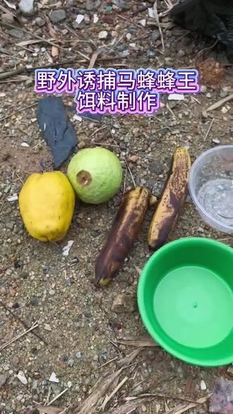 诱捕野蜂王饵料制作#野蜂王 #马蜂养殖 #黄脚胡蜂 #金环虎头蜂 #黑尾诱蜂水