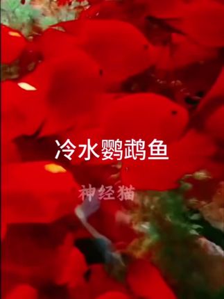 夸孩子是一门学问要用对方式,不然就适得其反#亲子 #家庭#学校 #见鱼者好运连连