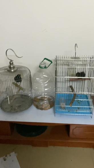 两鸟共一个浴室#鸟笼 #手工diy #矿泉水瓶玩法