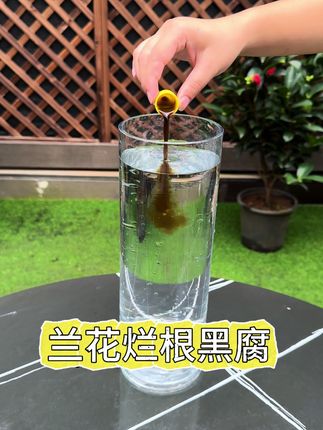 1000毫升清水里加一瓶盖,给家里每盆兰花都浇一浇#兰花 #花卉绿植 #养花小知识 #分享养花经验
