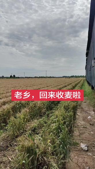 河南的老乡,家里麦子熟了,快回来割麦吧#麦子熟了又是一个丰收的季节 #小麦收获的季节 #田间小麦 #金色麦田丰收的季节