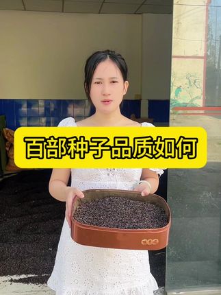 百部育苗技术 优质百部种子出苗率高,颗粒饱满。#百部育苗 #百部种子 #农业 #药材种植 #优质种苗