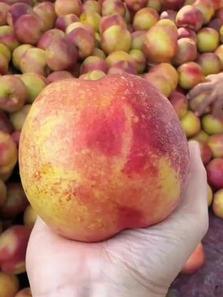 【顺丰包邮】大连山区黄虎皮离核丑桃脆甜黄油桃新鲜采摘礼盒装秋二#丑桃#黄油桃