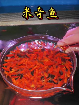懒人也能养爆缸的神仙小鱼 这条小红团子米奇鱼真的开挂! 1瓶矿泉水+1勺饲料=1个月变1缸! 颜色炸红,游起来自带腮红滤镜,比锦鲤还上镜。 不挑水、不打氧、不加热,宿舍桌面也能养。 刚拆箱:全员“孕肚”上线,今晚就能当奶奶! 想从买鱼人秒变卖鱼人?戳下方小黄车,冲! #米奇鱼 #神奇动物在抖音 #养鱼日记 #观赏鱼 #水族