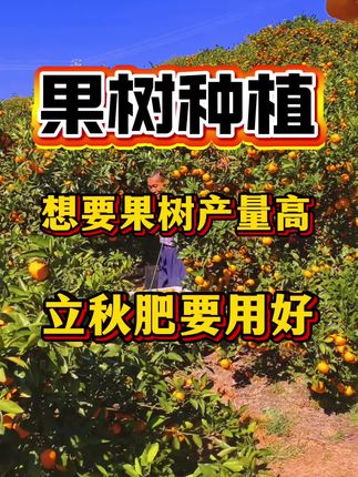 抓住果树一年当中最重要的一次施肥,施一次顶三年,可惜85%老乡都不知道#果树种植 #果园管理 #果树管理
