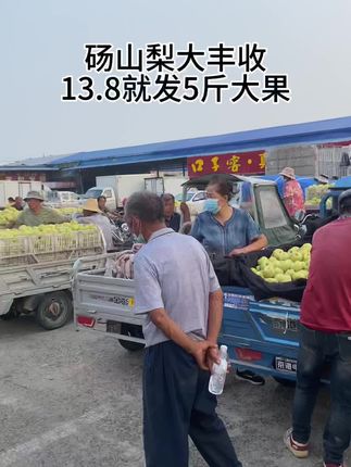 砀山梨丰收了