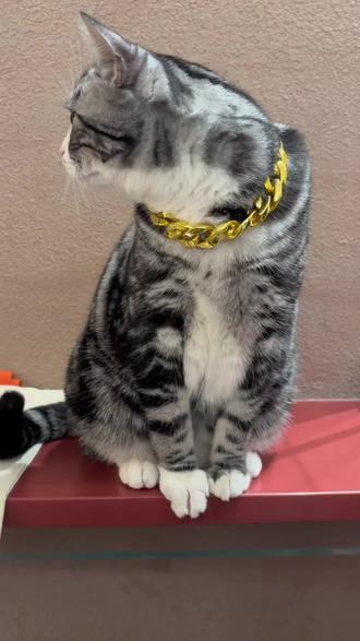 击掌猫糖豆:玩萝卜纸巾,先出左手也没问题,就是有点烧脑#萌宠出道计划 #击掌猫 #招财猫 #萝卜纸巾 #好运小猫