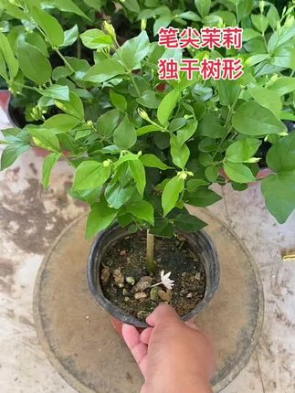 笔尖茉莉新品上架,喜欢的点击链接看看吧#花卉基地 #养护小知识 #茉莉花 #独干茉莉