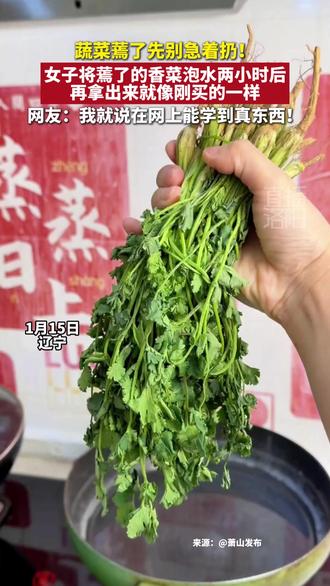 蔬菜蔫了先别急着扔!女子将蔫了的香菜泡水两小时后,再拿出来就像刚买的一样~