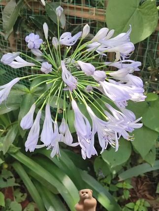 清真卤鸭胗,开袋鲜到心#零食 #美食推荐 #卤鸭胗 #美食