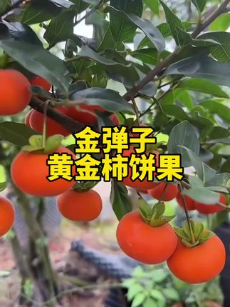 金弹子品种:黄金柿饼果!#金弹子 #金弹子品种 #金弹子盆景 #花卉绿植 #醉美金弹子盆景园