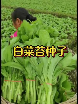 白菜苔种子! 【四季可种的白菜苔种子,鲜嫩直达餐桌】,精选优质白菜苔种子,适应性强,春夏秋冬皆可栽种。嫩芽翠绿饱满,掐一把下锅,清炒自带清甜,脆嫩无渣,满满维生素。家庭小菜园、阳台盆栽都合适,播种后很快就能收获一茬茬新鲜菜苔,让家人随时吃上当季鲜蔬。,易种好活,新手也能轻松上手,现在种下,不久就有鲜嫩菜苔端上桌~#白菜苔种子 #白菜苔 #优质种子 #白菜苔速生种子 #当季菜苔种植