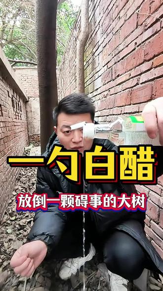 一勺白醋放倒大树碍事的大树#除大树 #除树烂根 #开荒保洁 #除竹子