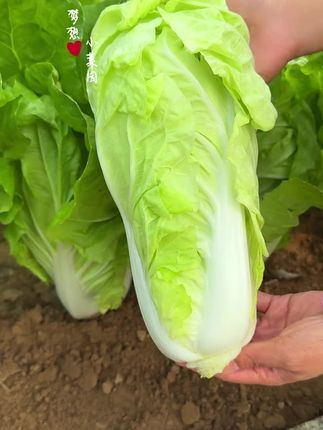 #蔬菜种子 #纯天然绿色蔬菜 #纯天然绿色食品 #我的乡村生活