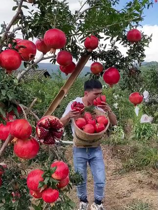 #新鲜采摘 软籽石榴香甜多汁#快来一起尝个鲜 #
