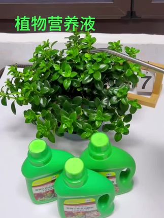 如果您家的花儿出现黄叶烂根,那多半是缺少养分了,快来试试这款#营养液 ,只要用它兑水浇花,再难养的花,三五天也能疯长满爆盆,叶子绿的直滴油#好物推荐🔥 #花肥 #植物通用营养液 #植物营养液