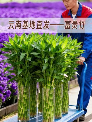 云南基地直发富贵竹。#室内盆栽 #花卉绿植 #室内绿植 #绿植盆栽 #家庭养花达人