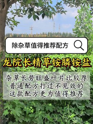 #精草铵膦铵盐果园茶园除草 #果园除草 #除草#果园茶园开荒除草不伤果树 #除草剂