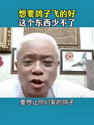 想要鸽子飞的好,这个东西少不了!#鸽子 #养鸽人#信鸽赛鸽#赛鸽#信鸽