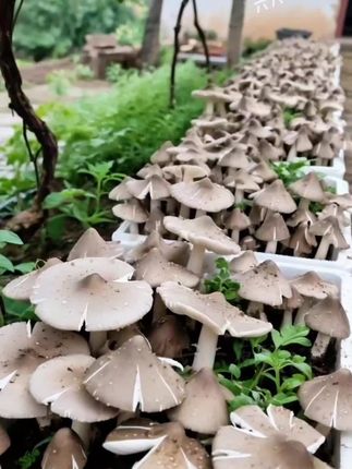 #鸡枞菌 #鸡枞菌菌种 #三农种植 #菌子的季节 #强烈推荐