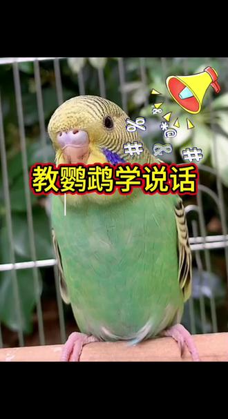 鹦鹉会花叫就可以开始教说话啦#养宠知识 #手养鹦鹉#虎皮鹦鹉#鹦鹉学舌 #萌宠出道计划