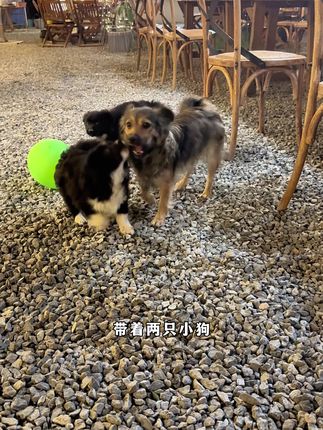 小锋小志的猫咪小院