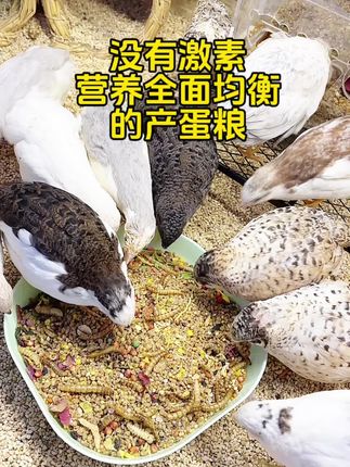 营养全面均衡的粮食,没有激素小鸡吃的才更放心哦#芦丁鸡 #产蛋粮 #强烈推荐